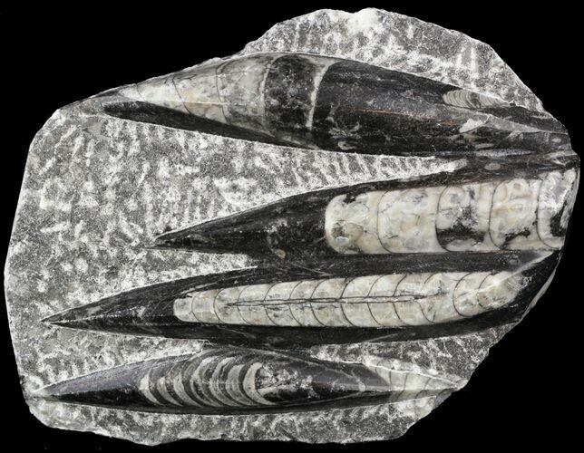 Polished Fossil Orthoceras (Cephalopod) Plate #52567